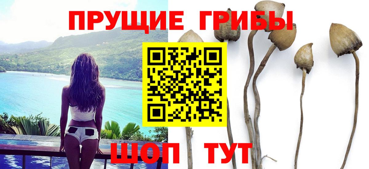 где можно купить   Вход с VPN  Отрадное  Галлюциногенные грибы GOLDEN TEACHER 